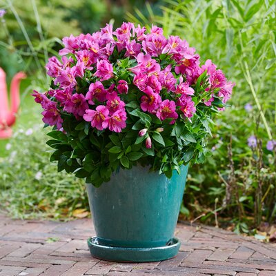 Alstroemeria Inticancha 'Sun Star' - Image courtesy of HilverdaFlorist