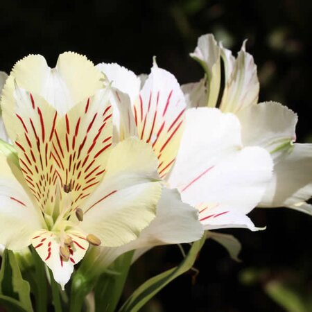Alstroemeria Inticancha 'Sunburst' - Image courtesy of Ben Vista 