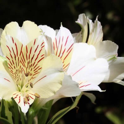 Alstroemeria Inticancha 'Sunburst' - Image courtesy of Ben Vista 