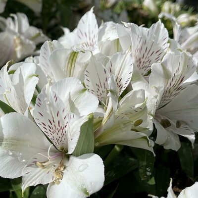Alstroemeria 'Inticancha White' - Public domain image here under fair use
