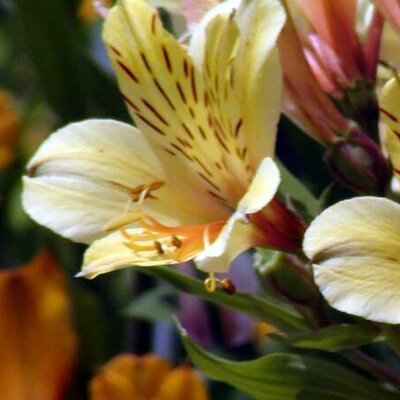 Alstroemeria 'Inticancha Yellow' - Photo by Varsha munde (CC BY-SA 4.0)