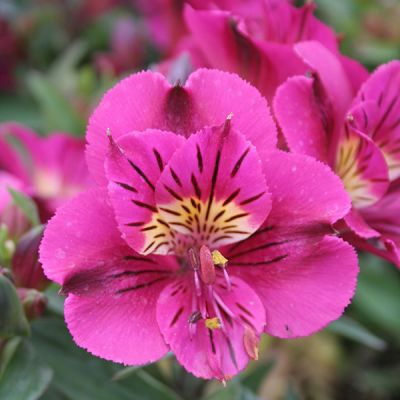 Alstroemeria 'Louise' - Image courtesy of Schram Plants