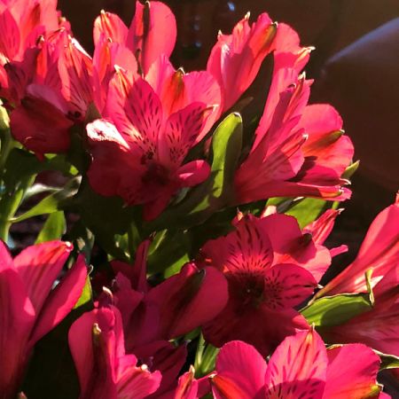 Alstroemeria Princess Kate - Image by Gary Priester from Pixabay