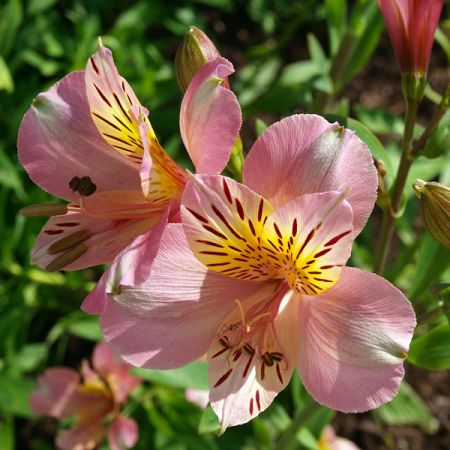 Alstroemeria Sp. Summer Break - Image by Helger11 from Pixabay 