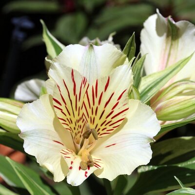 Alstroemeria 'Summer Ice' - Image by Chesna from Pixabay 