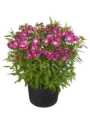 Alstroemeria 'Summer Chic' - Photo courtesy of Hilverda Florist