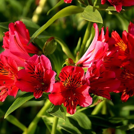 Alstroemeria 'Summer Heat' - Image by Jacques GAIMARD from Pixabay 