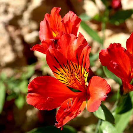 Alstroemeria 'Summer Pepper' - Image by Jacques GAIMARD from Pixabay