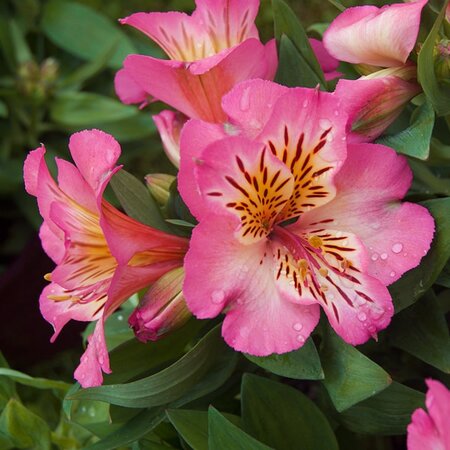 Alstroemeria 'Summer Rose' - Image by Pat Morgan from Pixabay  