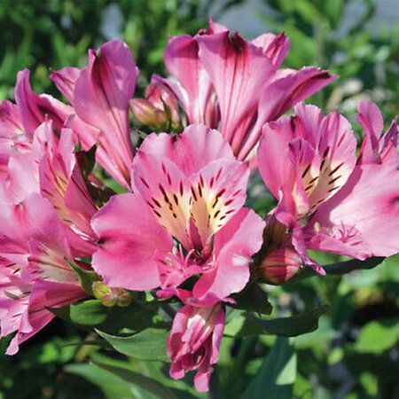 Alstroemeria “Summer Saint” - Public domain image