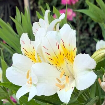Alstroemeria 'Summer Sky' - Public domain image here under fair use