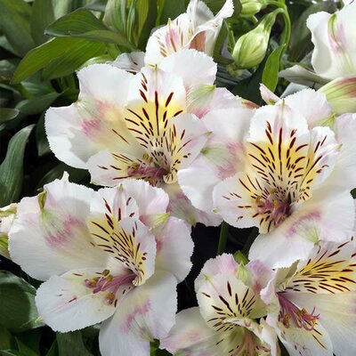 Alstroemeria “Time Valley” - Public Domain Photo