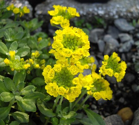 Alyssum 'Berggold' - Image by Ghislain118 (GFDL)