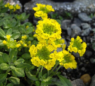 Alyssum 'Berggold' - Image by Ghislain118 (GFDL)