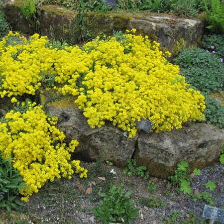 Alyssum 'Goldball' - Photo by Leonora (Ellie) Enking (CC BY-SA 2.0)