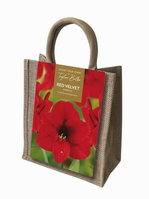 Amaryllis Bulb In Jute Gift Bag - Image courtesy of Taylors Bulbs