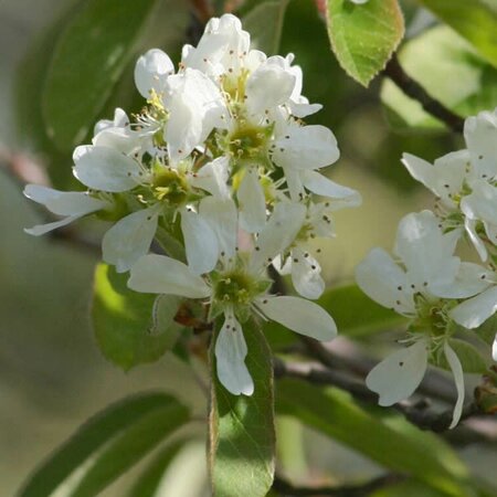 Amelanchier alnifolia 'Obelisk' - Photo by Pedro Gaspar (CC BY-SA 2.0)