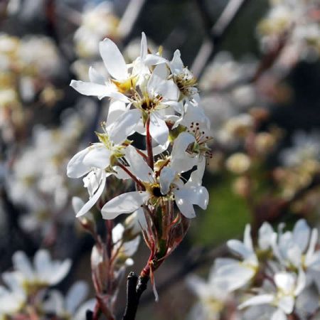 Amelanchier L. Ballerina - Public Domain Image