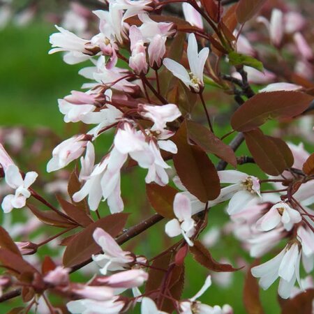 Amelanchier 'R.J. Hilton' - Extract of public image here under fair use