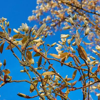 Amelanchier Lamarckii (10L)