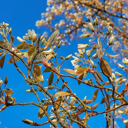 Amelanchier Lamarckii - Image courtesy of Pixabay