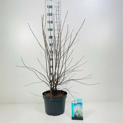 Amelanchier lamarckii - Image courtesy if Pannebakker