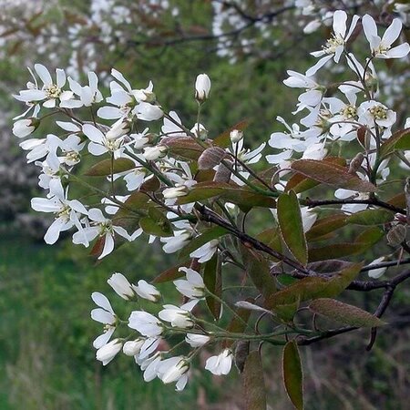Amelanchier lamarckii - Photo by Rasbak (CC BY-SA 3.0)