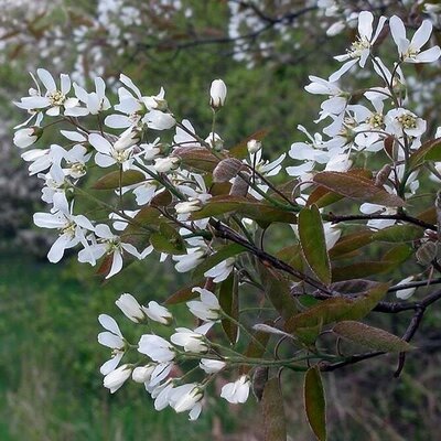 Amelanchier lamarckii - Photo by Rasbak (CC BY-SA 3.0)