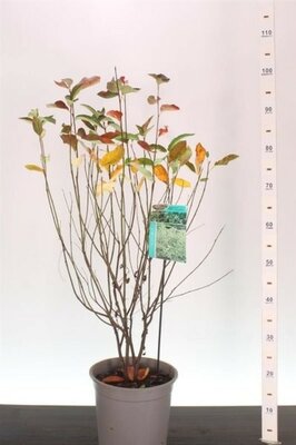 Amelanchier lamarckii - Image courtesy if Pannebakker