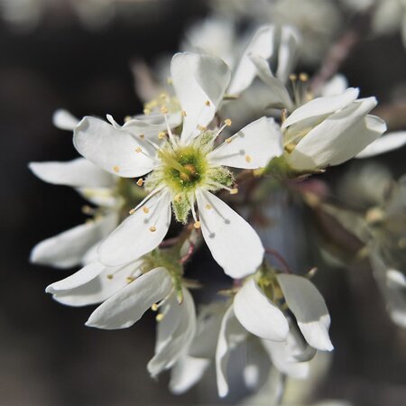 Amelanchier 'Rainbow Pillar' - Image by OmaUte from Pixabay 