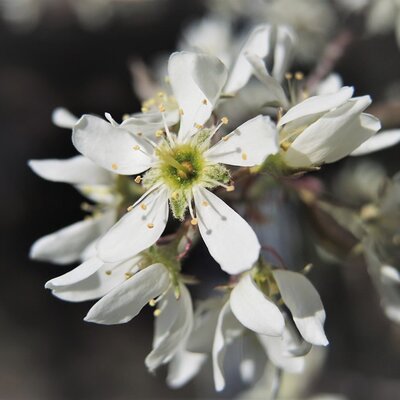 Amelanchier 'Rainbow Pillar' - Image by OmaUte from Pixabay 