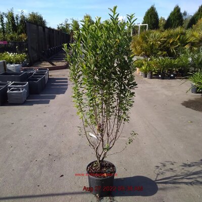 Amelanchier 'Rainbow Pillar' 100-120cm - Image courtesy of Tully Nurseries