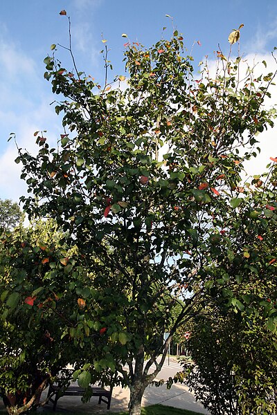 Amelanchier 'Robin Hill' 240cm (Root Ball)