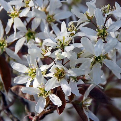 Amelanchier 'Snowflakes'  - Image by DEZALB from Pixabay  