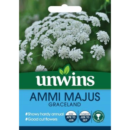 Ammi Majus Graceland