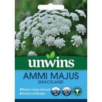 Ammi Majus Graceland