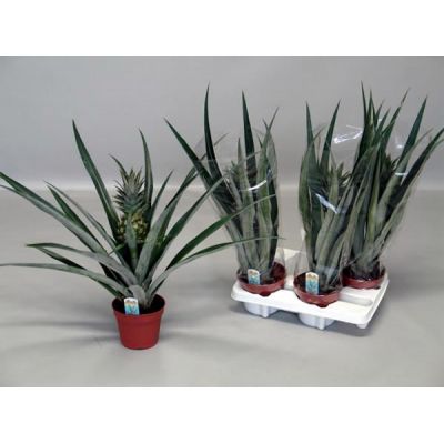 Ananas Champaca  - Image courtesy of Pannebakker