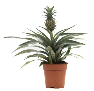 Ananas 'Rosita' (12cm pot)