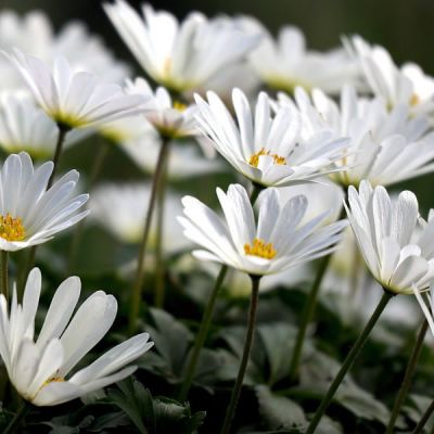Anemone blanda "Alba" - Image by ViJakob from Pixabay 