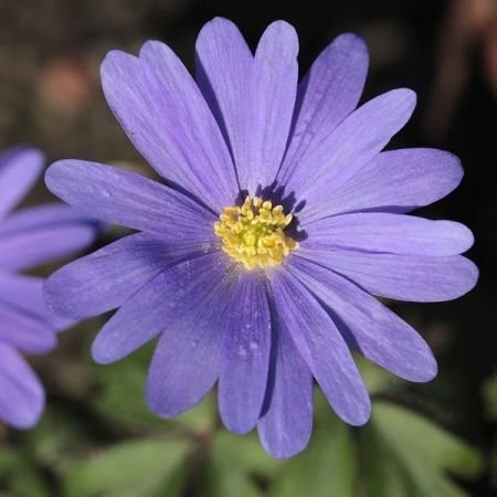 Anemone blanda 'Blue' - Image by Marjon Besteman-Horn from Pixabay 