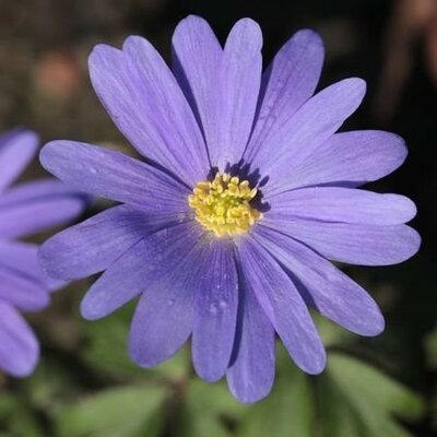 Anemone blanda 'Blue' - Image by Marjon Besteman-Horn from Pixabay 