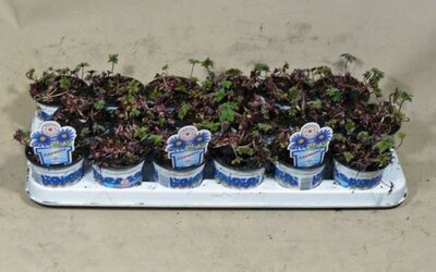 Anemone blanda 'Blue Shades' - Image courtesy of Pannebakker