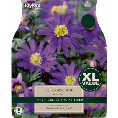 Anemone Blanda Blue XL (75 bulbs)