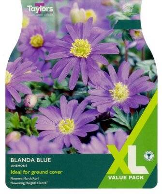 Anemone Blanda Blue XL - Image courtesy of Taylor's Bulbs