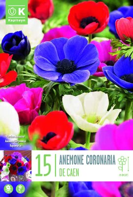 Anemone 'Coronaria De Caen' (15)