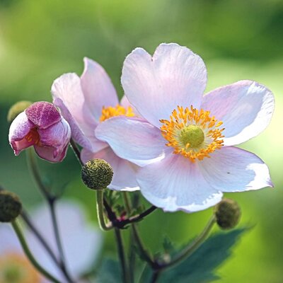 Anemone 'Elfin Swan' - Image by Hans Benn from Pixabay 