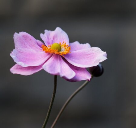 Anemone 'Emmy Pink Cloud' - Image courtesy of Public Domain Pictures