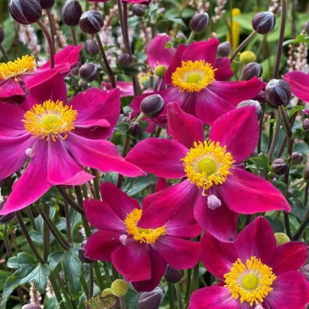 Anemone 'Fantasy Ariel' - Extract from public image here under fair use