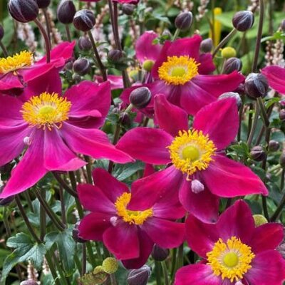 Anemone 'Fantasy Ariel' - Extract from public image here under fair use