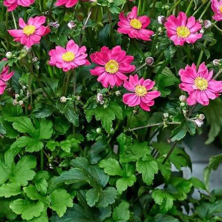 Anemone 'Fantasy  Aurora' - Public Image here under fair use